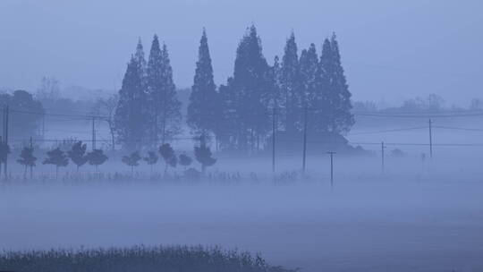 4K清晨浓雾笼罩松树林和稻田
