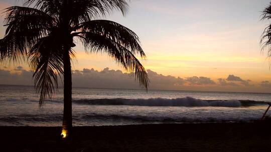 日落时分海滩上的棕榈树剪影