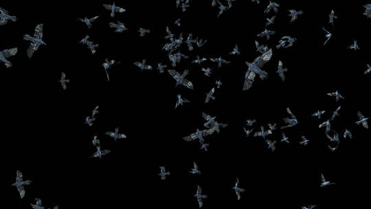 25鸟蝙蝠飞行4K视频素材模板下载