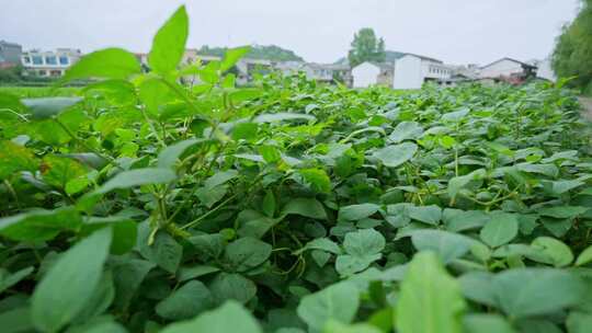 大豆黄豆藤大豆种植