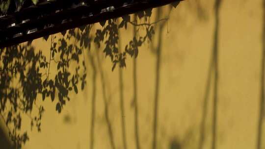 墙上映射的树叶光影画面
