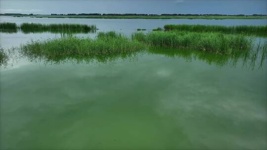 湿地苇荡孕育着新生命4K航拍