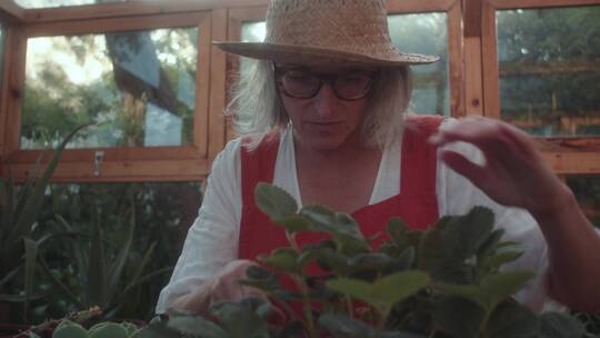 园丁在修剪盆栽视频素材模板下载