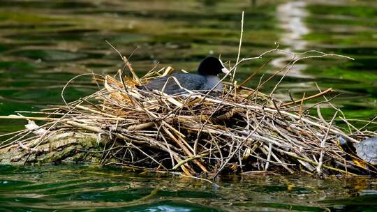 在浅水湖上筑巢的小鸟