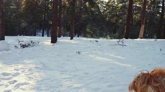 狗，阿富汗猎犬，冬天，雪