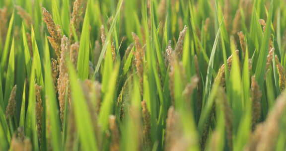 秋后成熟的水稻水稻田