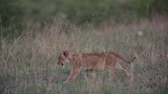 幼狮，非洲，Safari，步行