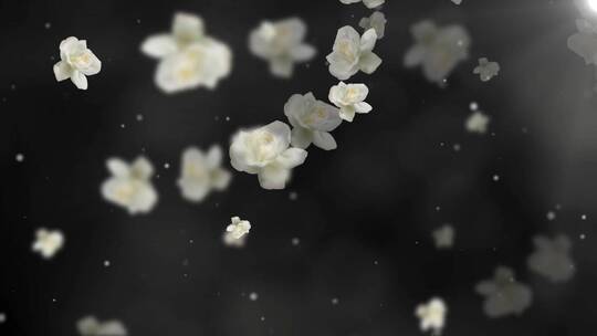 白色茉莉花花朵飘飞LED唯美演绎背景