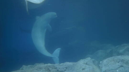 白海豚群