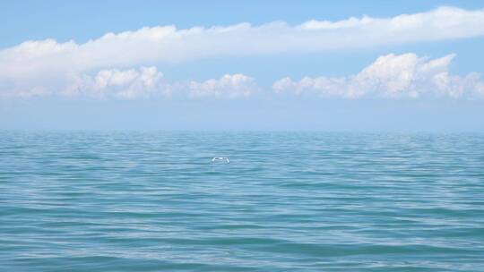 青海湖 湖边 湟鱼 旅行