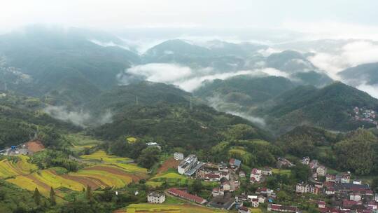 天台泳溪乡鎏金梯田金色稻田云海风光航拍