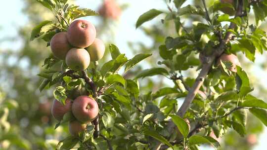果树 红苹果 成熟 果园 采摘视频素材模板下载