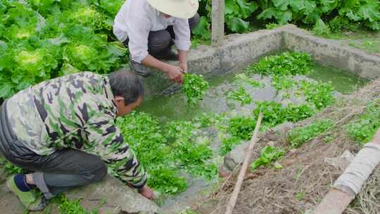 香菜产地 香菜田 香菜种植