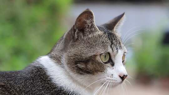 狸花猫特写，狸花猫吃草特写，中华田园猫