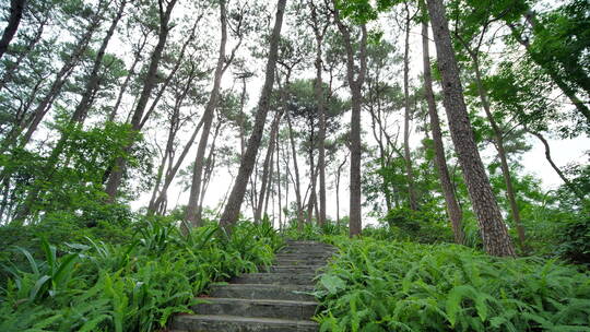 植物园森林公园林间小路