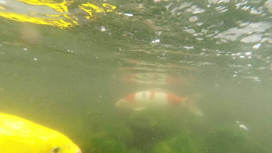 慢动作从水上入水下拍摄水中的红鲤鱼