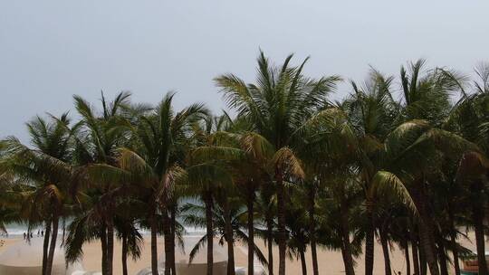 航拍海边椰子树