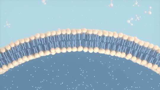 分子和细胞膜