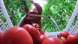 水果西红柿高清在线视频素材下载