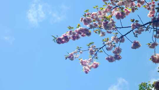 春天阳光下的樱花花朵花瓣