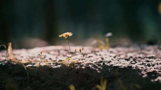 摇曳的野花2