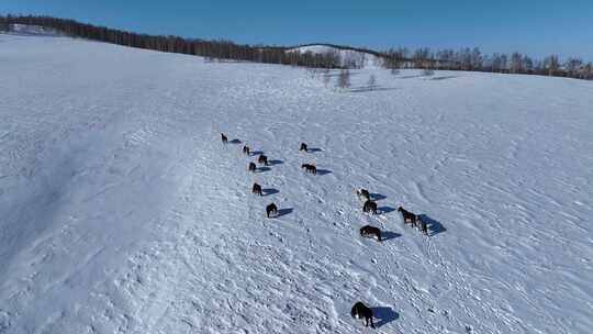 航拍雪原牧场上的马群
