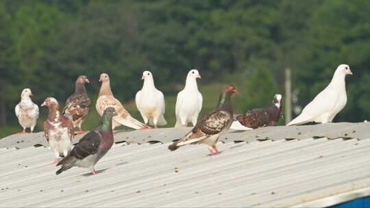 夏天屋顶农民饲养散养肉鸽子视频素材模板下载