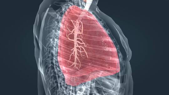 肺活量深呼吸三维动画气管肺炎三维动画