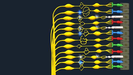 医学色盲黄斑视感神经纤维色觉缺陷三维动画