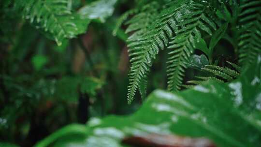 欧洲蕨开花春雷春雨春天绿植雨滴2538