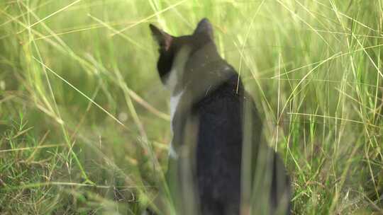 猫，宠物，流浪猫，草地走路，升格特写视频素材模板下载