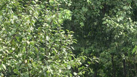 落在树叶上的雨水视频素材模板下载