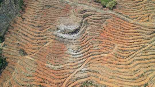 季造林翻耕的高山土地垄