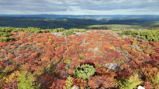 航拍大兴安岭北部原始林长梁北山红树林(2)