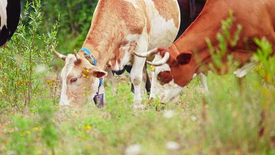 奶牛吃草的特写镜头