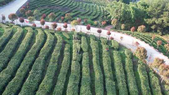 4K茶园茶春茶贡茶绿茶红茶航拍视频