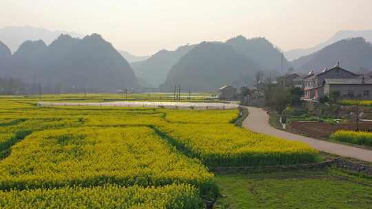 【合集】航拍春天乡村油菜花田