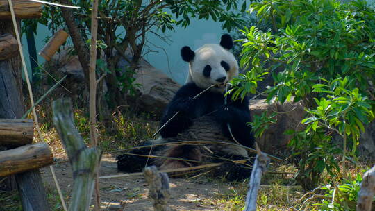 动物园的大熊猫视频素材模板下载