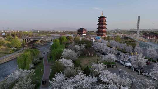 洛阳市朱樱塔樱花