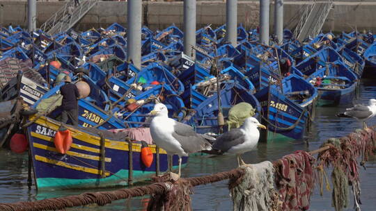 索维拉港的渔船和海鸥视频素材模板下载