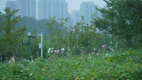 武汉光谷西苑公园风景