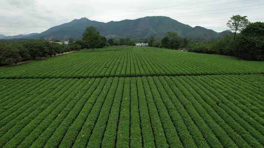 广西桂林尧山茶园