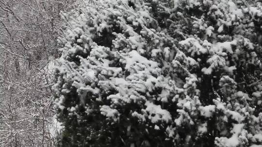 飘落的大雪花