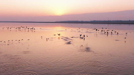 夕阳下湖面飞鸟景观