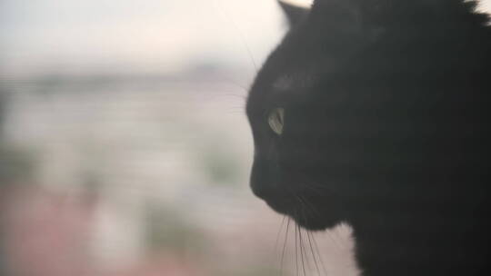 坐在窗台上的黑猫
