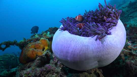粉色臭鼬海葵鱼在热带珊瑚礁上封闭的海葵中游泳，蓝色海洋为ba视频素材模板下载
