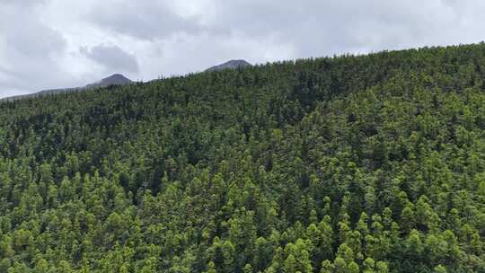 飞跃云南高山原始森林 云雾缭绕的白马雪山
