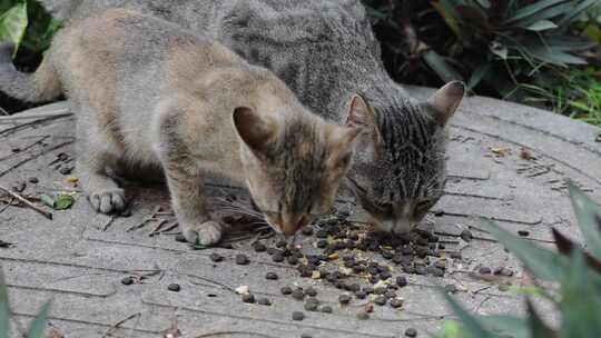 吃猫粮的母子猫咪