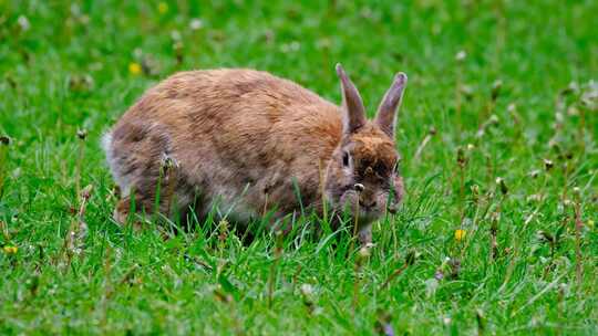 特写在草地里找食物的灰兔