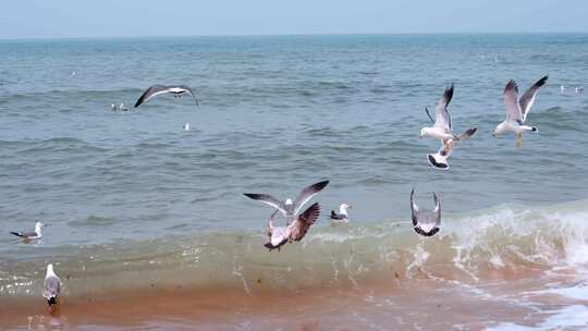 海面海浪上飞翔的海鸥